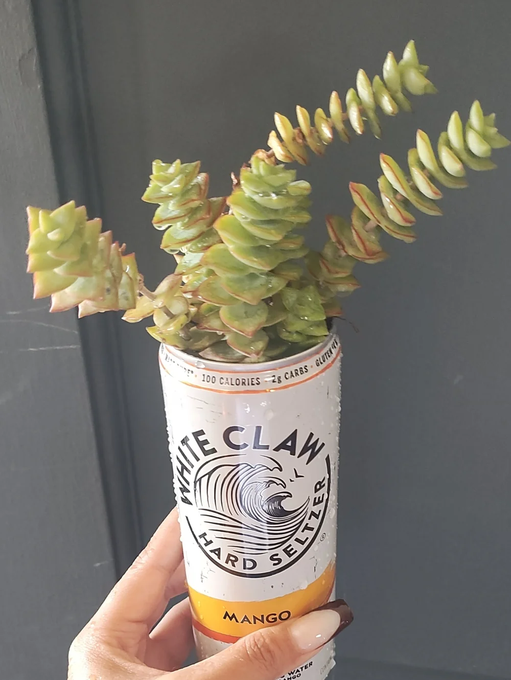 Seltzer Can Planter with Green Succulent